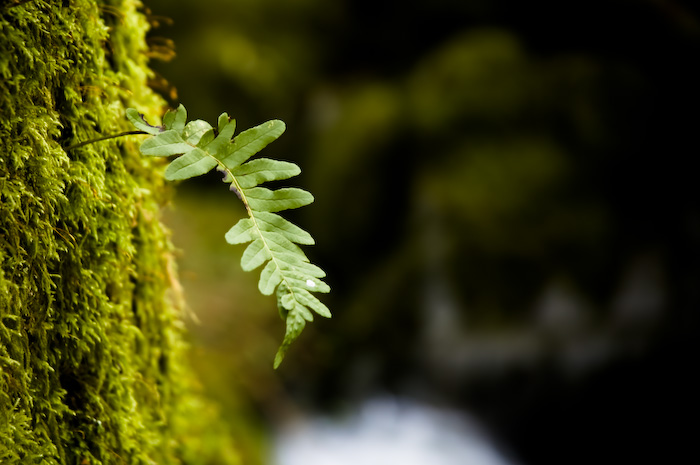 Leaf
