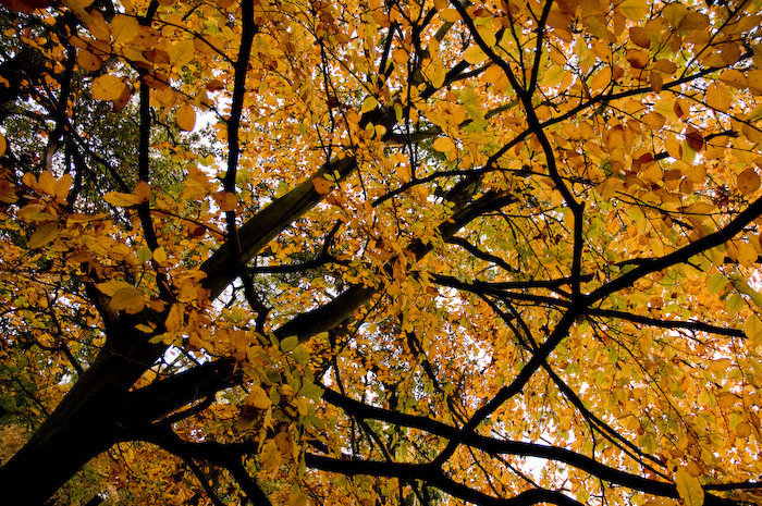 Dunham Massey