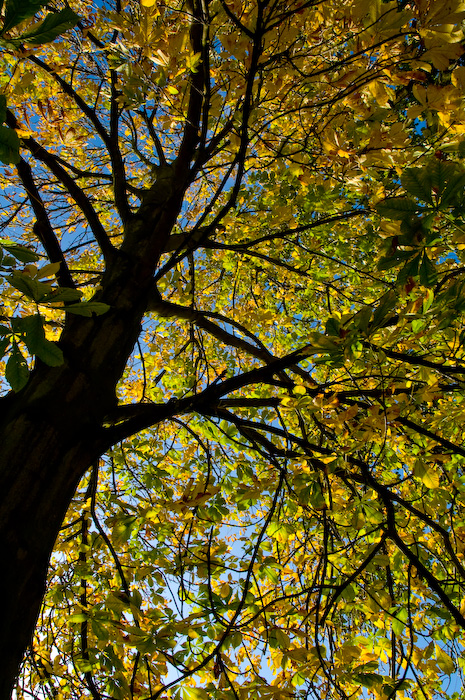 Dunham Massey – II