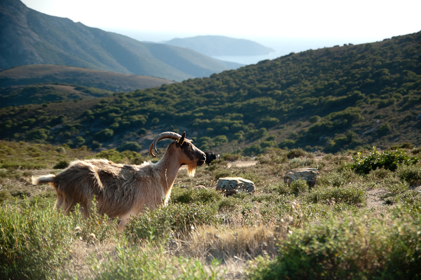 Mountain Goats