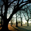 The Park