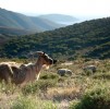 Mountain Goats