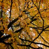 Dunham Massey