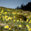 Daffodils